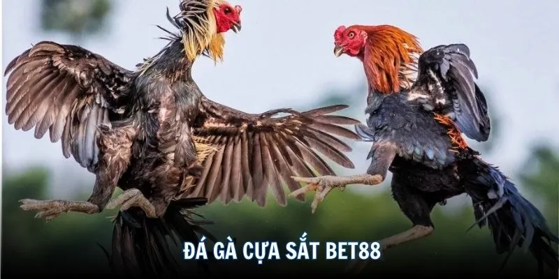 Đá gà cựa sắt BET88 - Sân chơi chất lượng, đẳng cấp