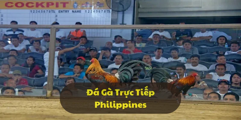 Đấu trường kê chọi Philippines thực sự đẳng cấp