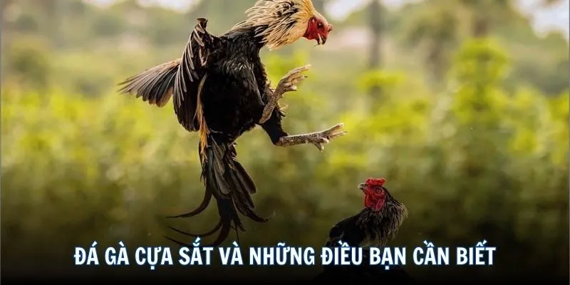Đá gà cựa sắt và những điều bạn cần biết